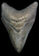 Coffee-Colored, Megalodon Tooth - Sharp Serrations & Tip #66195-1